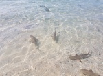 Blacktip baby sharks in D'Lagoon beach
Blacktip, Lagoon, Cuidadín, baby, sharks, muerden
