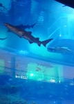 Tiburones en el acuario