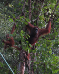 Orangután hembra con su cría