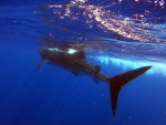 Tiburón Ballena + Isla Mujeres