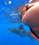 Yo con el tiburón ballena
Siguiendo, tiburón, ballena