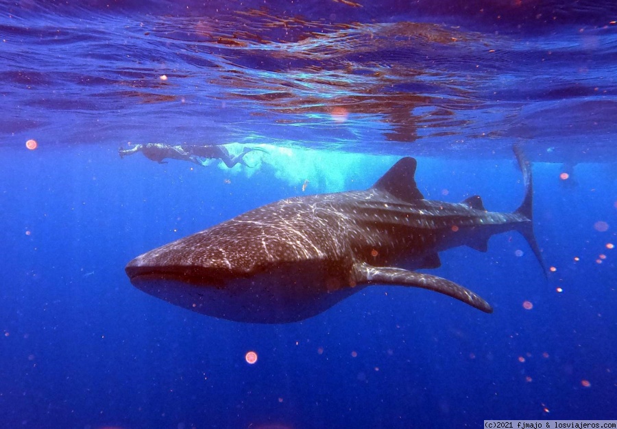 Tiburón Ballena + Isla Mujeres - Tercera vez en Riviera Maya (2)