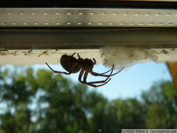 Araña en Rostov Veliky
Araña en Rostov Veliky
