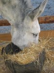 Desayunando
Burro