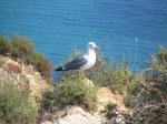 Gaviota
Gaviota, Lagos, Algarve, Portugal, alcantillados