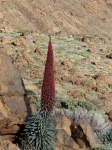 Tajinaste
Tajinaste, Cañadas, Teide