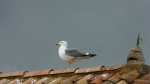 Gull on the Roof