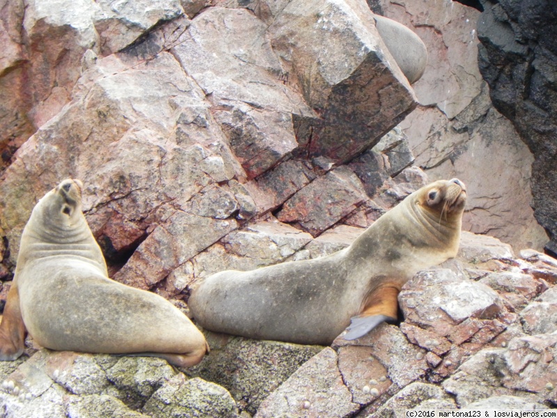 SUR DE PERU A NUESTRO AIRE EN COCHE ALQUILADO - Blogs de Peru - 19 de agosto de 2014: Islas Ballestas y Huacachina (descargando adrenalina (1)