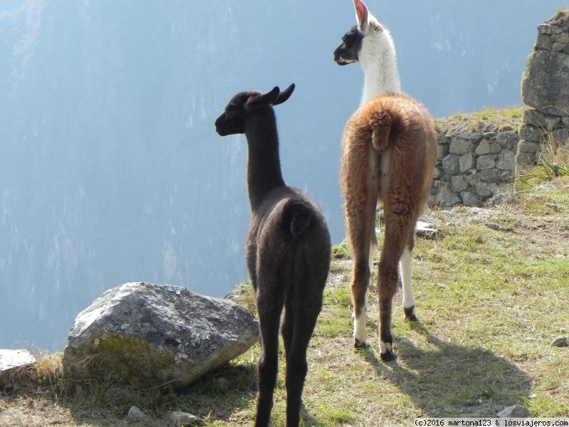 Perú Destino de Observación de Animales