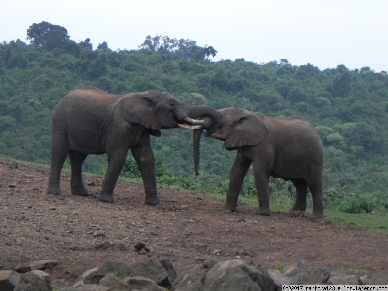 KENIA DOS MUNDOS PARALELOS: EL TURISTA Y EL LOCAL - Blogs de Kenia - PN Aberdare y Lago Nakuru (2)