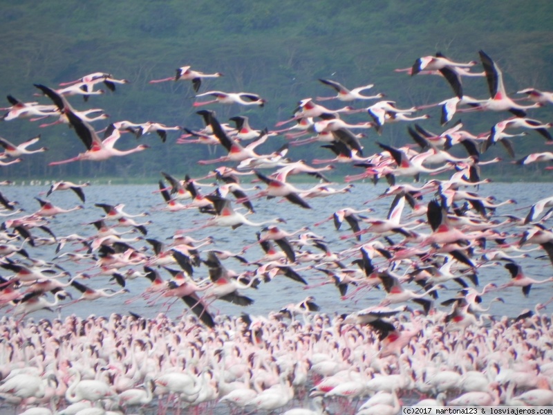 KENIA DOS MUNDOS PARALELOS: EL TURISTA Y EL LOCAL - Blogs de Kenia - PN Aberdare y Lago Nakuru (3)