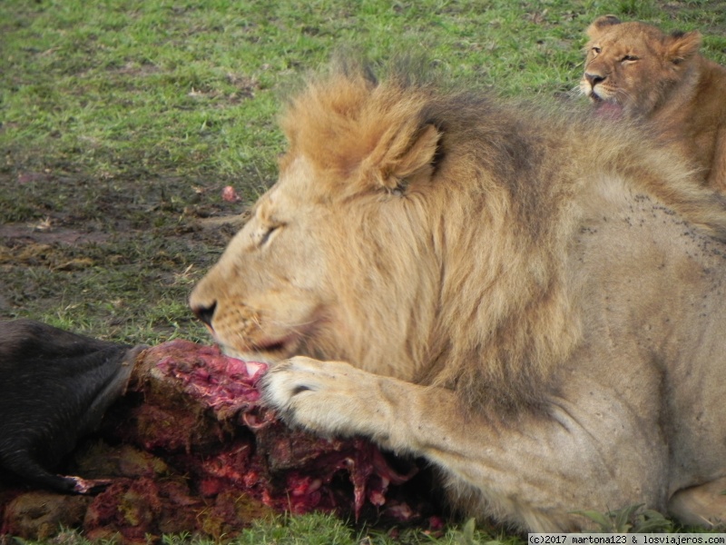 KENIA DOS MUNDOS PARALELOS: EL TURISTA Y EL LOCAL - Blogs de Kenia - El increíble Masai Mara (4)