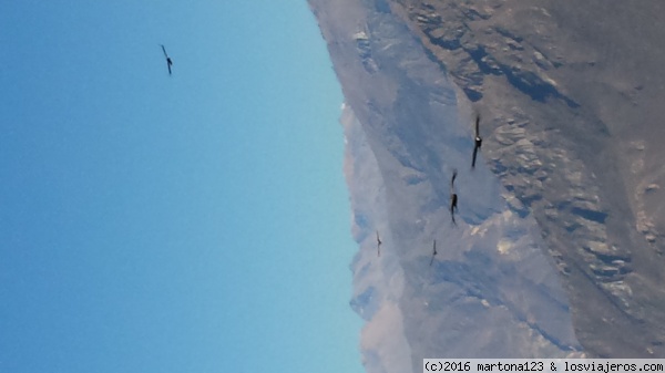 el vuelo del condor
En el Cañón del colca los condores suben aprovechando el calor de las primera horas
