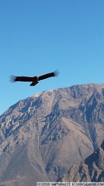 23 de agosto del vuelo del cóndor (Valle del Colca) al Titicaca (Puno) - SUR DE PERU A NUESTRO AIRE EN COCHE ALQUILADO (1)