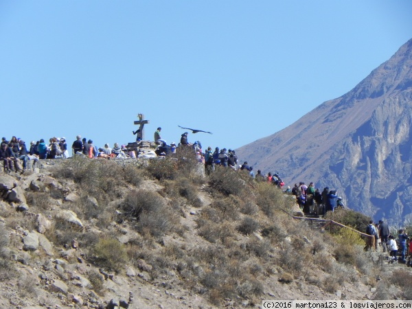 23 de agosto del vuelo del cóndor (Valle del Colca) al Titicaca (Puno) - SUR DE PERU A NUESTRO AIRE EN COCHE ALQUILADO (2)