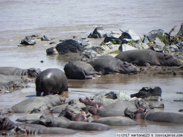 hipopotamos
masai mara
