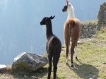 Perú Destino de Observación de Animales