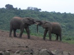 lucha de elefantes
lucha, elefantes, aberdoes