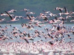 lago Nakuru
Nakuru, lago, fauna, nNakuru