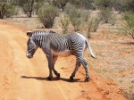 cebra grey
cebra, grey, samburu