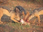 viajeros_samburu_coyotes