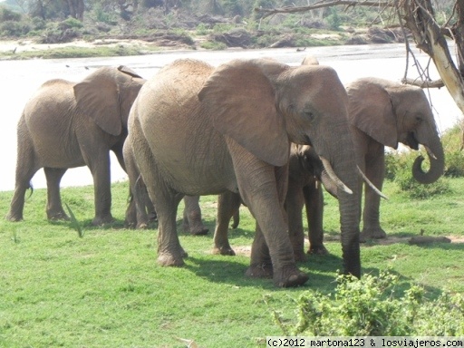 Elefantes
Elefantes pasando por delante de nuestrro coche en el PN Samburu despues de un relajante baño
