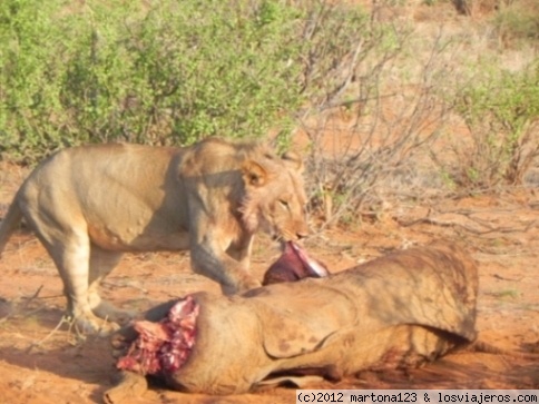 leona comiendo
leona comiendo una cría de elefante que ha cazado durante la noche
