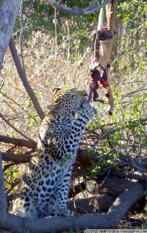 Nuestro soñado viaje al Okavango y Kalahari