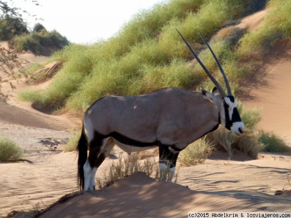 Oryx del Namib
Algo debe tener este curioso animalito, a todo el mundo le fascina
