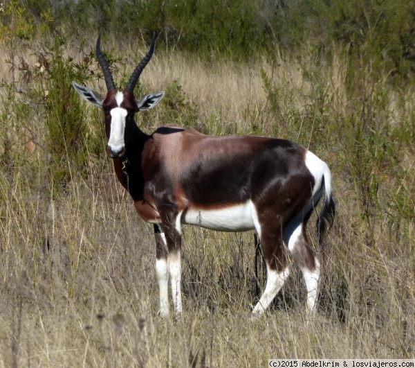 Bontebok
Los antílopes de esta subespecie, emparentada con los alcélafos, son muy escasos, sólo subsisten en una pequeña reserva cerca de Swellendam.
