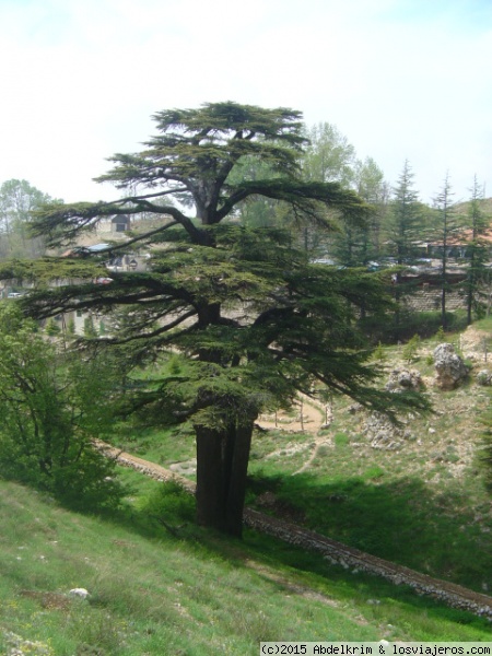 Lo que el tiempo se llevó
Uno de los últimos auténticos cedros del Líbano, en el santuario cerca de Bcharre.
