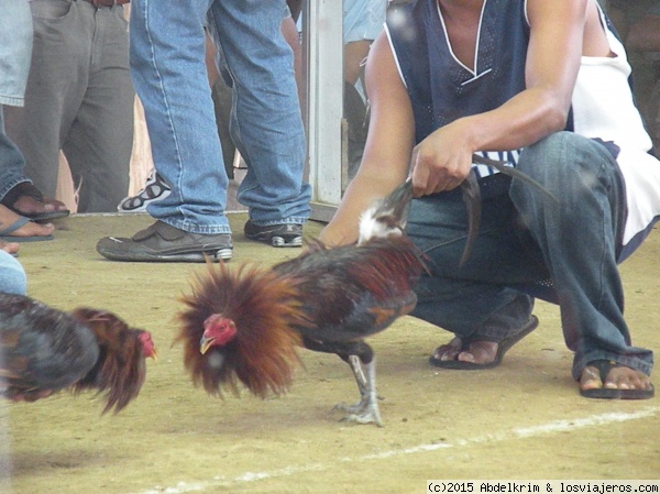 Enemigos frente a frente
Excitar a los gallos enfentándolos forma parte de la preparación del combate
