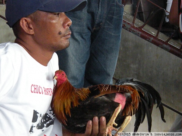 Sueños de gloria II
La cría de gallos es a la vez negocio y afición, en cualquier caso a los filipinos les apasiona.
