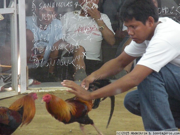 Enemigos frente a frente II
Los animales se peparan para el duelo y los apostadores observan atentamente
