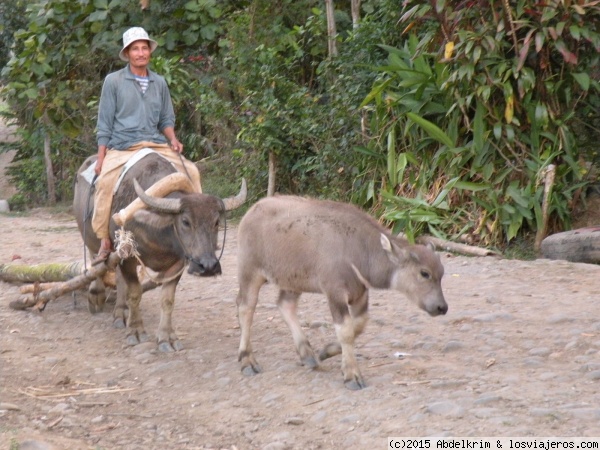 Volviendo del campo
Campesino con sus búfalos en la isla de Negros

