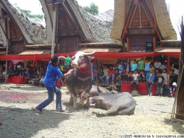 Funeral Toraja
Uno de los búfalos designados para 