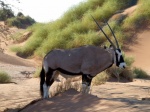 Oryx Namib