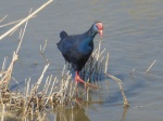 Calamón común
delta del ebro, aves