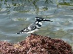 Kingfisher
aves, fauna africana