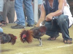 Enemigos frente a frente
peleas de gallos