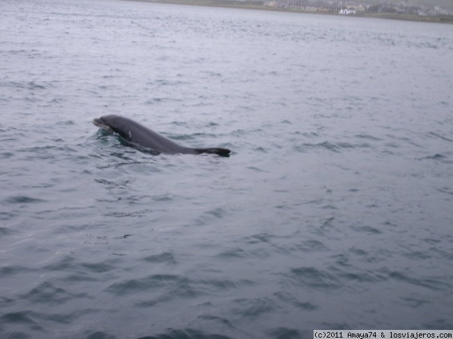 Fungie, el delfin de Dingle
