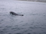 Fungie, el delfin de Dingle