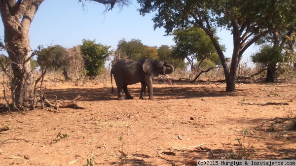 Elefante en el parque de Chobe
Un elefante del parque nacional de Chobe, en Botswana
