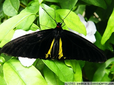Cameron highlands
Granja insectos y mariposas

