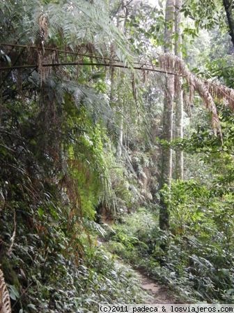 Malasia - Blogs de Malasia - CAMERON HIGHLANDS (7)