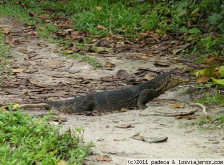 PERHENTIAN ISLANDS - Malasia (24)