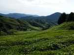 Cameron highlands