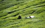 Cameron highlands
Cameron, Trabajadores, highlands, plantacion