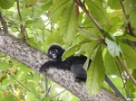 Lugareño de Perhentian