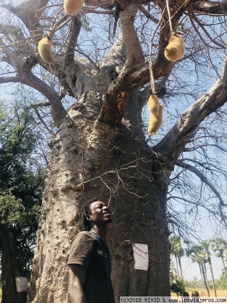 Un baobab
Se dice que éste concretamente es sagrado
